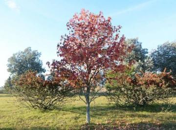 Terreno · 1100m² · Lote en Venta en Los Cardales