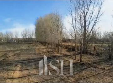 Campo · 50000m² · 5 Ha en Venta San Patricio del Chañar Picada 8