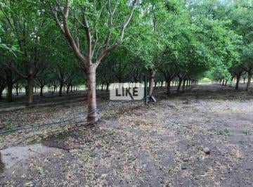 Campo · 70m² · 2 Ambientes · Chacra con Almendros
