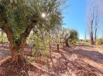Campo · 360ha · Venta Finca en Maipú