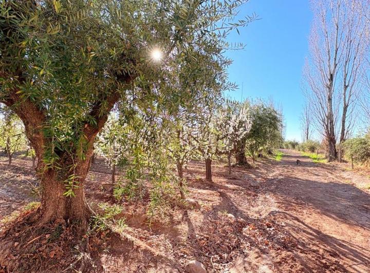 Campo · 360ha