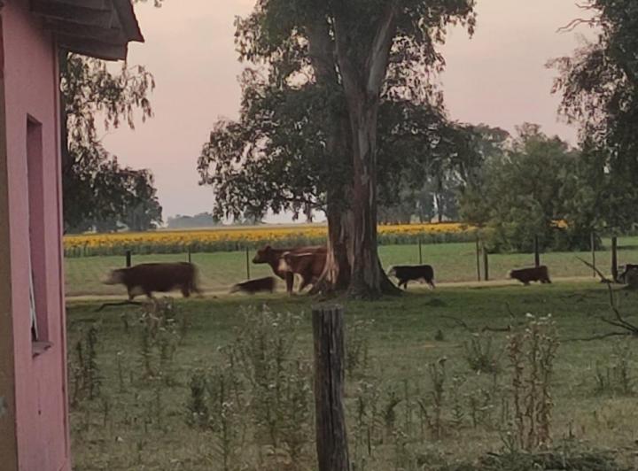 Campo · 4 Ambientes · 1 Cochera