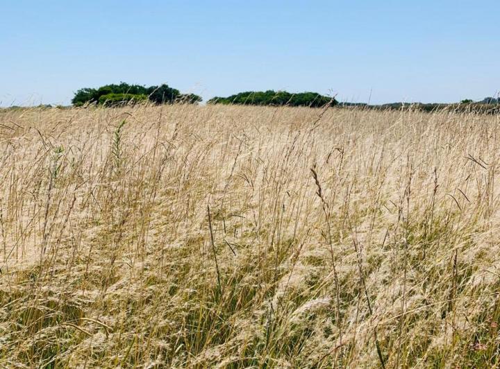 Campo · 21ha