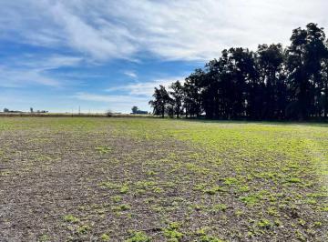Campo · 31ha · Venta Campo Agricola Sobre Ruta 188 General Rojo