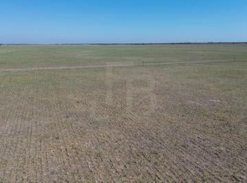 Campo , Noetinger · Campo Mixto Noetinger 110 Ha