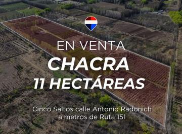 Campo · 11ha · Chacra Productiva de 11,1 Htas | Cinco Saltos