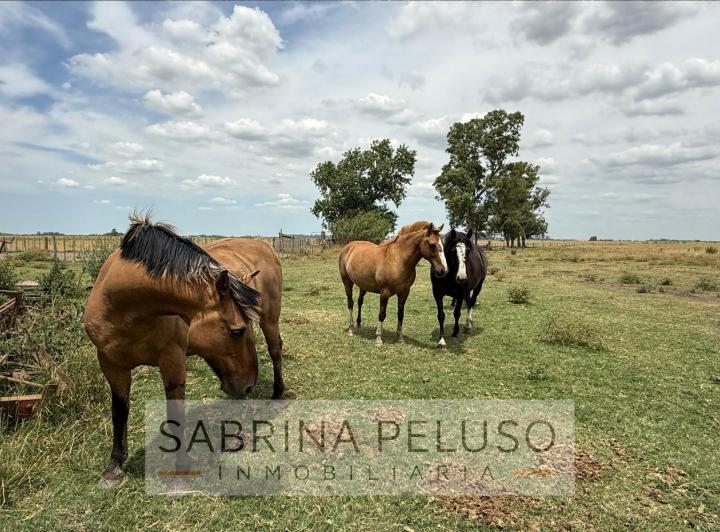 Terreno · 178ha · 4 Ambientes