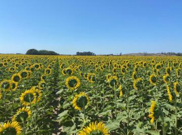Campo · 425000ha · 1 Dormitorio · Campo de 85 Ha Agricolas en San Nicolas