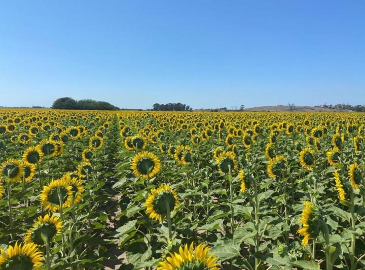 Campo · 425000ha · 1 Dormitorio