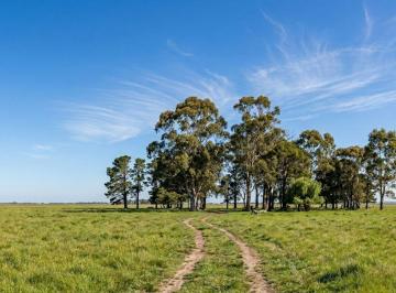 Terreno · 1000m² · Venta Lote 1000 m - B Las Casuarinas - Gral Rodriguez