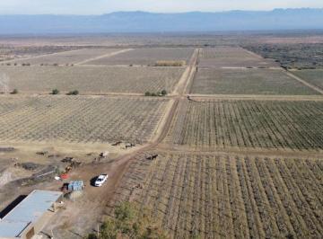 Campo , Las Heras · Finca de 59 Ha en Venta – Ruta 40 - D° de Riego - Capdevilla