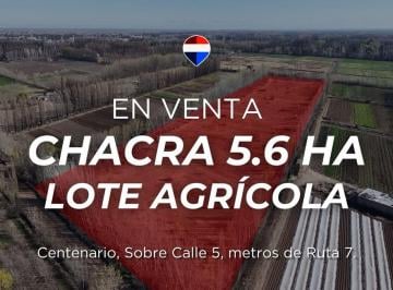 Campo · 5ha · Chacra de 5.6has en Centenario – Lote Agricola