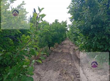 Campo · 44000m² · 5 Ambientes · 2 Cocheras · Finca en Producción Ciruela Dagen con Casa