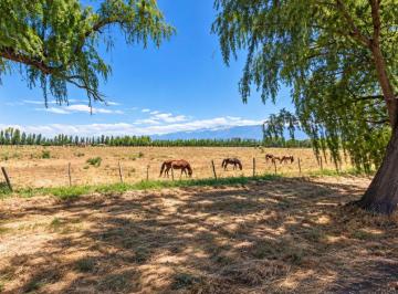 Terreno , Colonia Las Rosas · Terreno de 4.8 Ha en Venta Sobre Calle Tabanera - Colonia Las Rosas