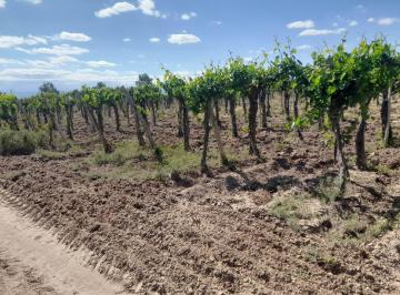 Campo · 500ha · Venta Finca 44 Has con Viñedos Lavalle Mendoza