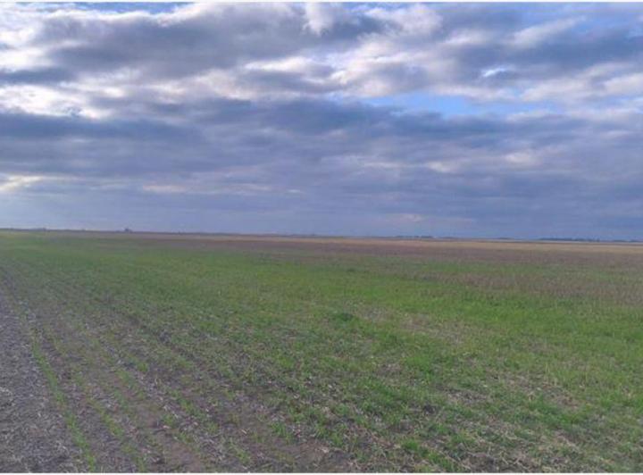 Campo · 644ha