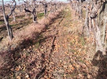 Campo · 21m² · Venta de Finca 21 Has en Andrade - Rivadavia, Mendoza.