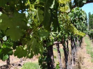 Campo · 5ha · Venta de Finca 4,8 Has en Las Violetas, Lavalle - Mendoza.