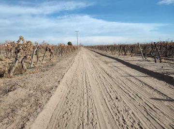 Campo · 500000ha · Venta de Finca 50 Has en El Mirador, Rivadavia, Mza.