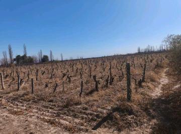 Campo · 450000ha · Vende finca 45,6 Has en Ing. Gustavo André, Lavalle – Mendoza