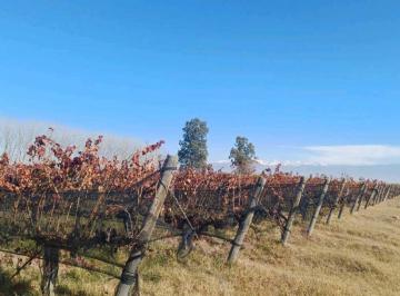 Campo · 840000ha · Venta Finca 84 Has con Prod. de Malbec - Puente de Hierro, Guaymallen