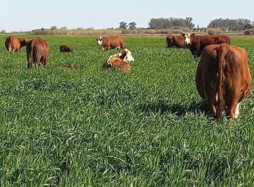 Campo · 303ha · Venta 303 Has Campo Mixto en Cepeda - Sta Fe