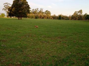 Terreno , Tres Arroyos · Quinta en Venta en Orense | 17.500 m²