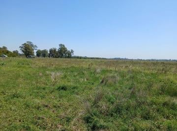Campo · 82ha · Campo en Venta en Alejandro Korn