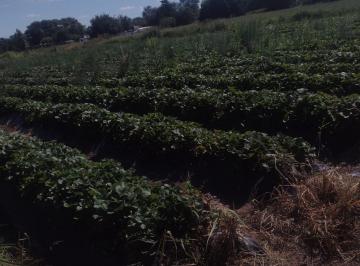 Campo · 2ha · Venta Campo Agricola Camino 60 Cuadras, Cordoba