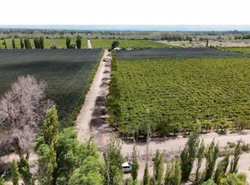 Campo · 500ha · Venta Bodega - Santa Rosa - Mendoza