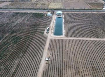Campo , San Martín · 74 Ha Carril Chimbas - Pozo Nuevo, Goteo y Tela Antigranizo