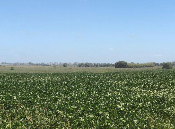 Campo · 54ha