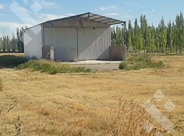 Campo · 10000ha · Venta de Chacra con Galpòn Colonia La Picasa - Cinco Saltos