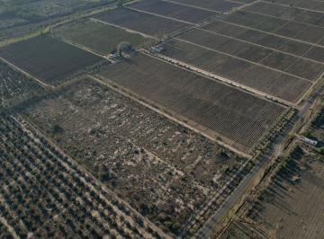 Campo · 150m² · Finca Vitivinícola en Venta – La Libertad, Rivadavia, Mendoza