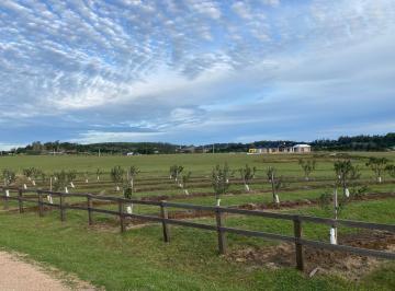 Campo · 11715m² · Chacra en Viñedo del Este.