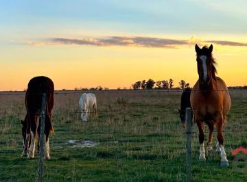Campo · 420000ha · Venta, Chara, 42 Ha Ganaderas, Muy Cerca de Ruta 5 y 226, a 10 Minutos del Centro de Pehuajó en