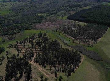 Campo · 60ha · 60 Has de Campo Forestal en Concordia