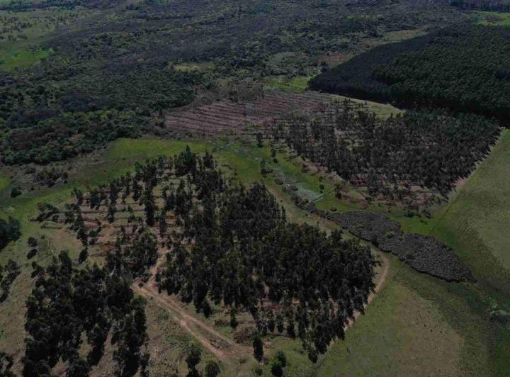 Campo · 60ha