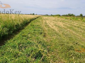 Campo · 40ha · 2 Ambientes · Venta Finca 36 Has en Carril La Florida, El Mirador, Rivadavia