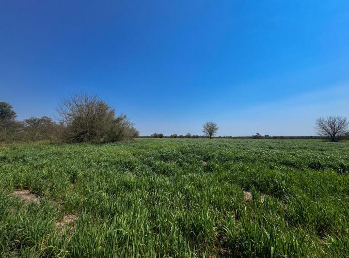 Campo · 9ha