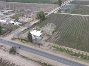 Campo , Rivadavia · Finca en Venta - 52 Ha - Malbec con Tela Antigranizo – Rivadavia, Mendoza