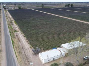 Campo , Rivadavia · Finca en Venta - 52 Ha - Cabernet y Bonarda con Tela Antigranizo – Rivadavia