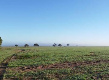 Campo , Hucal · Campo 2.500 Ha Depto Hucal, Provincia de La Pampa