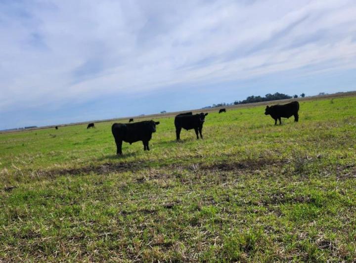 Campo · 3000000m²