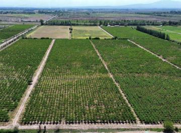 Campo , Lavalle · Vende Finca de 31 Hectáreas 8.974 m² - D° a Riego - Lavalle