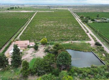 Campo , San Martín · Vende Finca 25 H - D° a Riego, Pozo y Represa - en Chapanay, San Martín