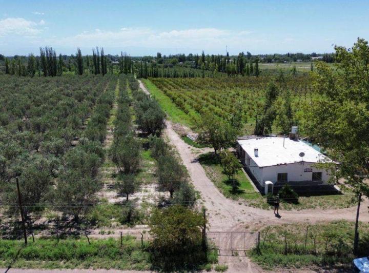 Campo · 17ha