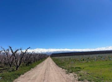 Campo · 32ha · Venta de Finca con Producción de Duraznos