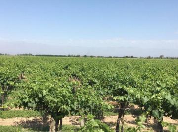 Campo , Las Heras · Venta Finca Productiva de 21 Hectáreas – Las Heras, Mendoza