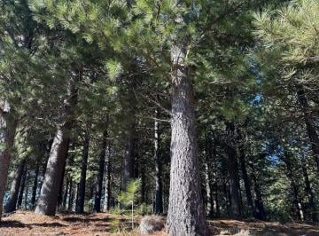 Terreno , San Martín de los Andes · Terreno El Desafio